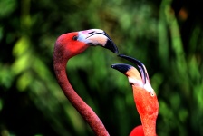 Two Flamingos Portrait