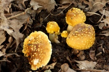 Jewelled Amanita Mushrooms