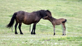 Mare With Her Foal