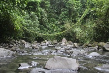 Dolina rzeki Jungle