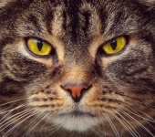 Aranyos macska cica kisállat