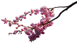 Branche de fleur de cerisier isolée png
