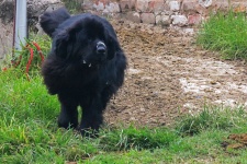 Duży czarny pies