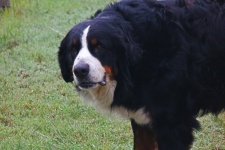 Duży pies rasy na farmie