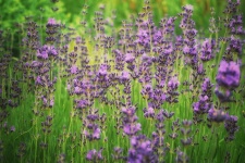 Lavendel bloesem