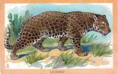 Luipaard Panthera pardus 1910
