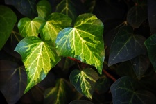 Light and dark green veined ivy