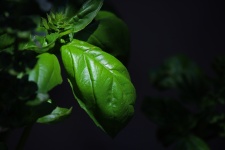 Light on leaf of a basil plant