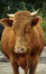Limosin Bull Cattle