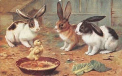 Pequena galinha e os coelhos