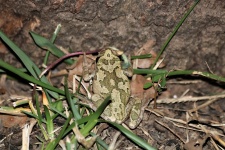 Little Gray Tree Frog In Grass