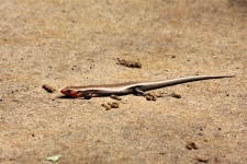 Llittle Brown Skink Lizard