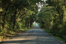 Hosszú fákkal szegélyezett országút