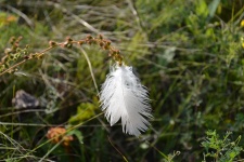 Lost White Bird Feather