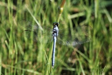 Male Eastern Pondhawk Dragonfly