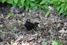 Blackbird eating a seed