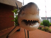 Model Of Great White Shark