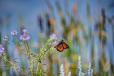 Papillon monarque sur fleurs sauvages