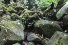 Mechate skały w dżungli