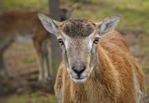 Ibex de animale ovine sălbatice Mouflon