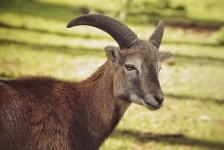Mouflon wilde schapen dierlijke steenbok