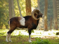 Muflon dzikie owce zwierząt