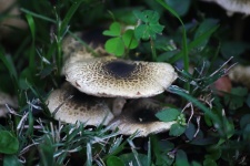 Mushrooms growing on green lawn