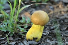 Nouveau champignon bolète jaune