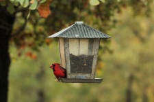 Northern Cardinal on Feeder in Fall