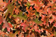 Feuilles de chêne en automne fond