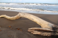 Ocean Drift Wood