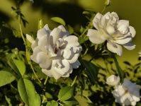 Off-White Roses In Golden Light