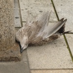 Martwy ptak na chodniku