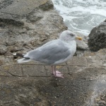 Bird on the rocks