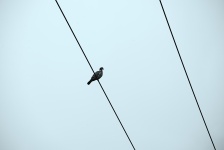 Vogel op een elektrische kabel
