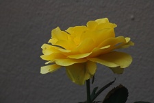 Open yellow rose on a shrub