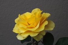 Open yellow rose with green leaves