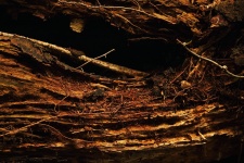 Opening In Hollow Decomposing Tree