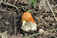 Orange Amanita Mushroom and Volva