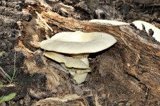 Funghi di ostrica sul tronco d'alber
