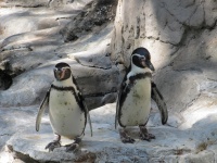 Coppia di pinguini