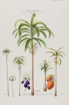 Arecaceae della palma