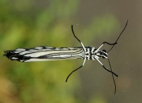 Papillon cerf-volant en papier