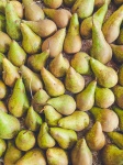 Pear Hintergrund