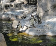 Trio di pinguini