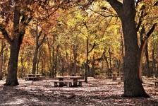 Piknik terület az erdőben, ősszel