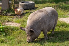 Świnia na farmie