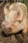 Cerdo en una granja