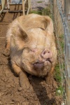 Świnia na farmie