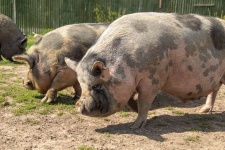 Cerdo en una granja